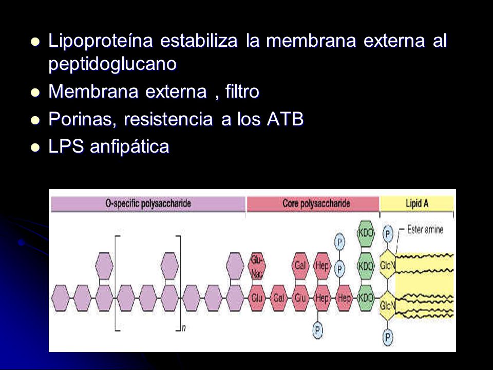 Lipoproteína estabiliza la membrana externa al peptidoglucano