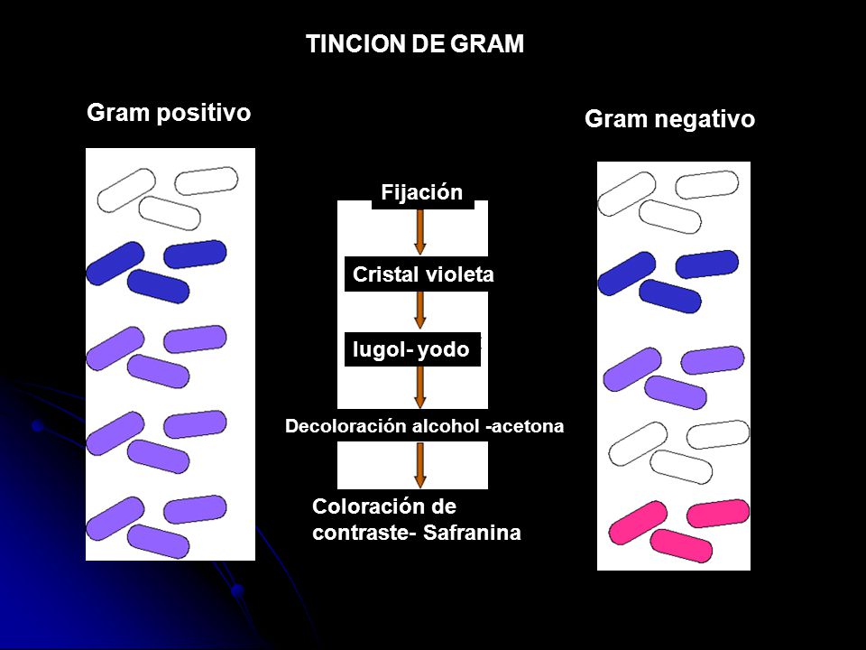 TINCION DE GRAM Gram positivo Gram negativo Fijación Cristal violeta