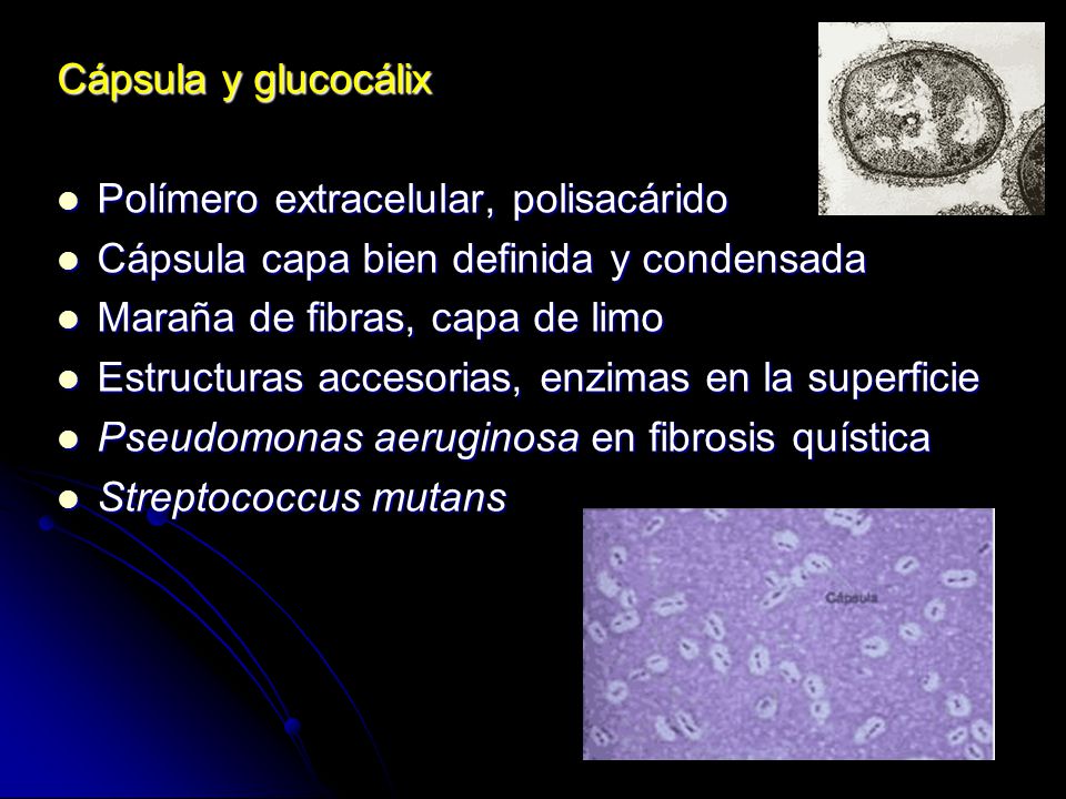 Cápsula y glucocálix Polímero extracelular, polisacárido. Cápsula capa bien definida y condensada.