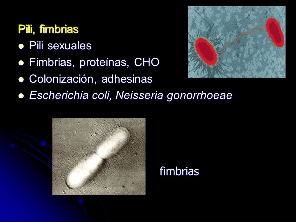 Pili, fimbrias Pili sexuales. Fimbrias, proteínas, CHO. Colonización, adhesinas. Escherichia coli, Neisseria gonorrhoeae.