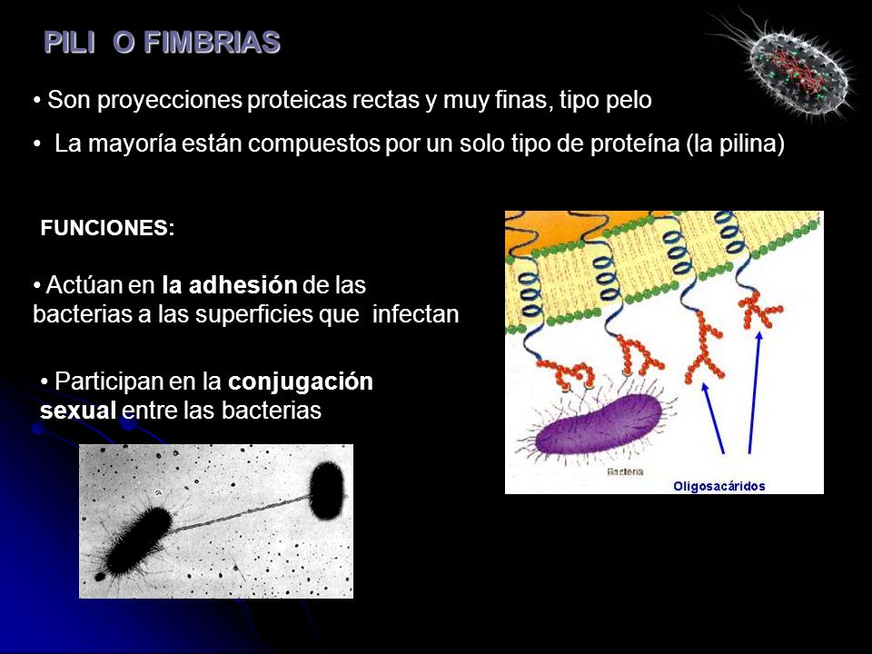 PILI O FIMBRIAS Son proyecciones proteicas rectas y muy finas, tipo pelo. La mayoría están compuestos por un solo tipo de proteína (la pilina)