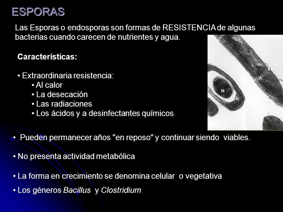 ESPORAS Las Esporas o endosporas son formas de RESISTENCIA de algunas bacterias cuando carecen de nutrientes y agua.