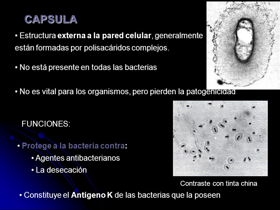 CAPSULA Estructura externa a la pared celular, generalmente están formadas por polisacáridos complejos.