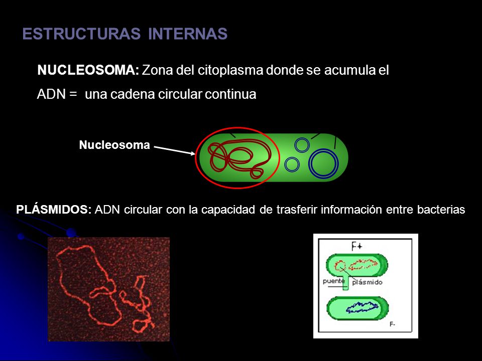 ESTRUCTURAS INTERNAS NUCLEOSOMA: Zona del citoplasma donde se acumula el. ADN = una cadena circular continua.