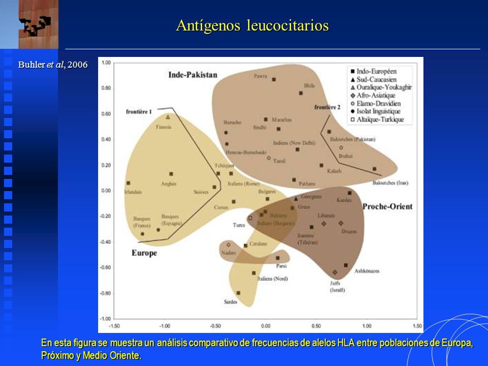 Antígenos leucocitarios