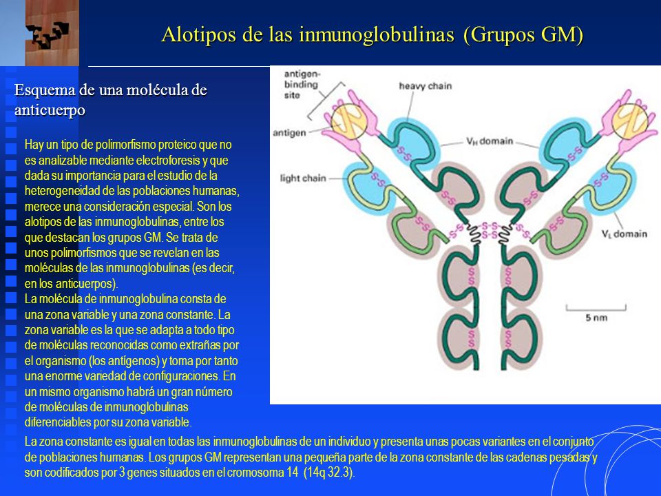 Alotipos de las inmunoglobulinas (Grupos GM)