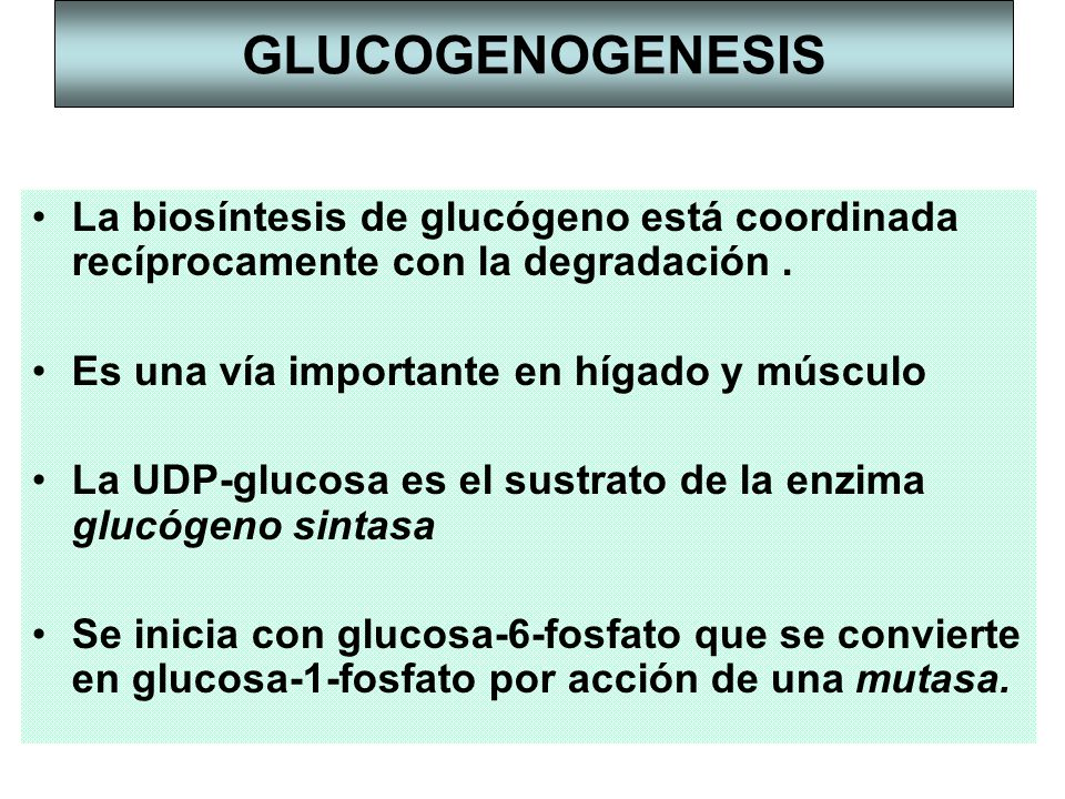 GLUCOGENOGENESIS La biosíntesis de glucógeno está coordinada recíprocamente con la degradación . Es una vía importante en hígado y músculo.