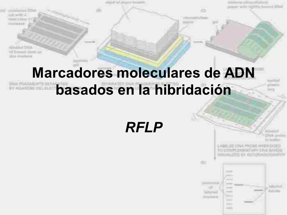 Marcadores moleculares de ADN basados en la hibridación