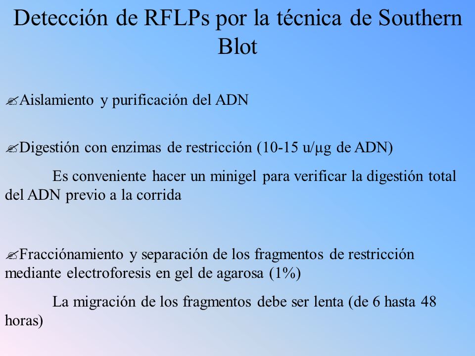 Detección de RFLPs por la técnica de Southern Blot