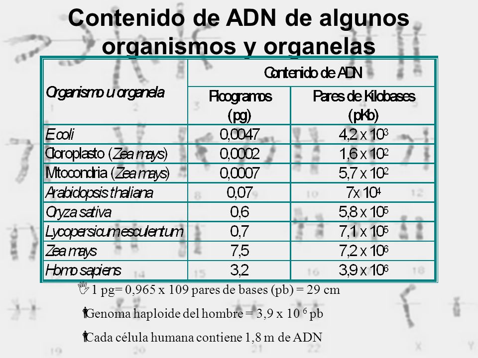 Contenido de ADN de algunos organismos y organelas