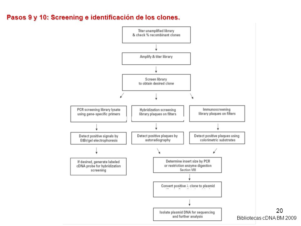 Pasos 9 y 10: Screening e identificación de los clones.