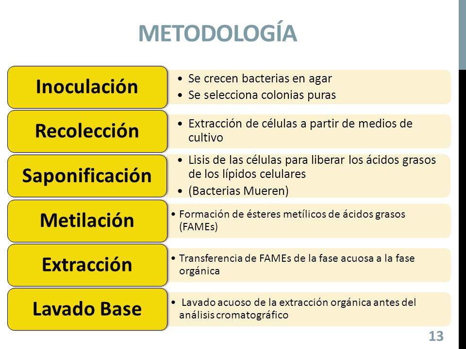 metodología Se crecen bacterias en agar Se selecciona colonias puras