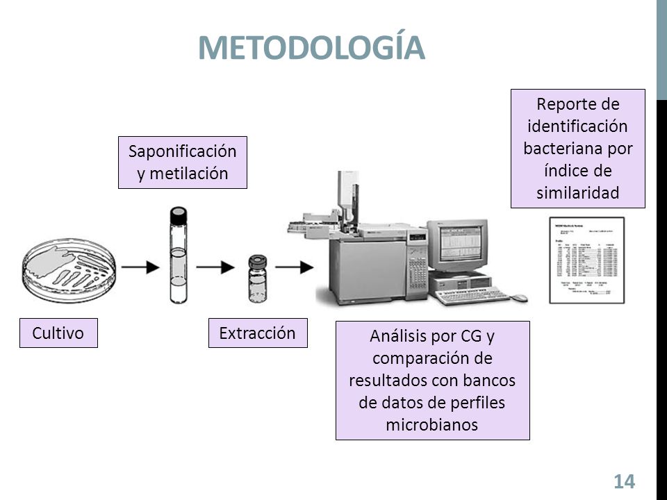 metodología Reporte de identificación bacteriana por índice de similaridad. Saponificación y metilación.