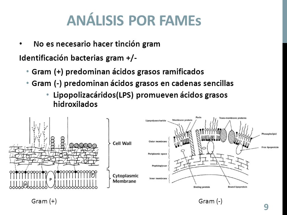 Análisis por Fames No es necesario hacer tinción gram