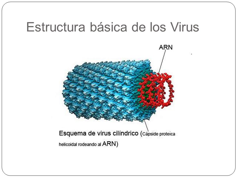 Estructura básica de los Virus