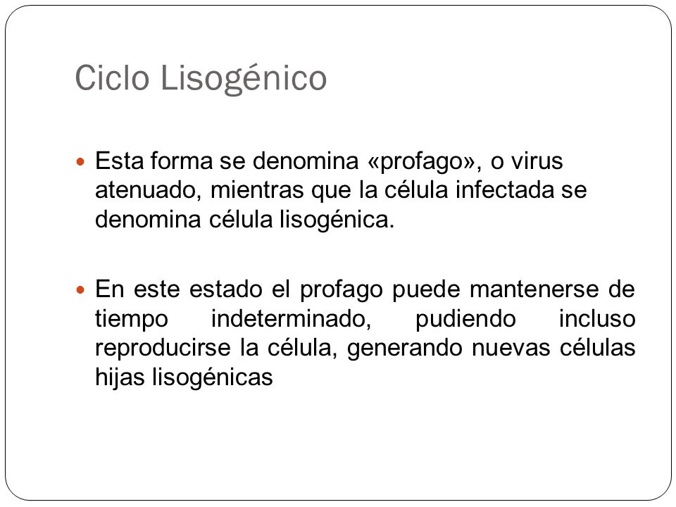 Ciclo Lisogénico Esta forma se denomina «profago», o virus atenuado, mientras que la célula infectada se denomina célula lisogénica.