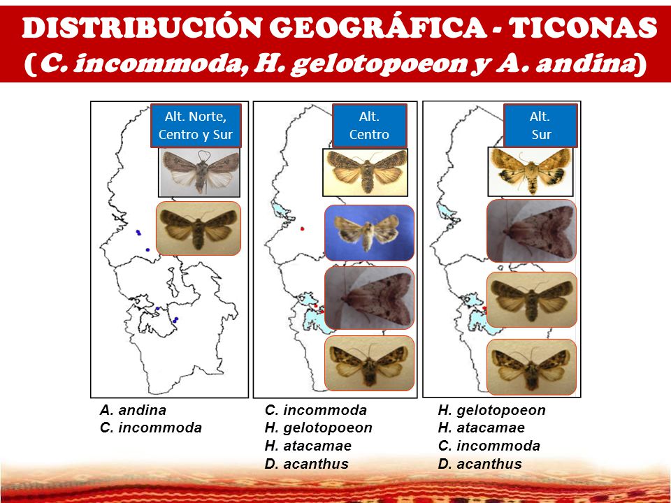 DISTRIBUCIÓN GEOGRÁFICA - TICONAS (C. incommoda, H. gelotopoeon y A