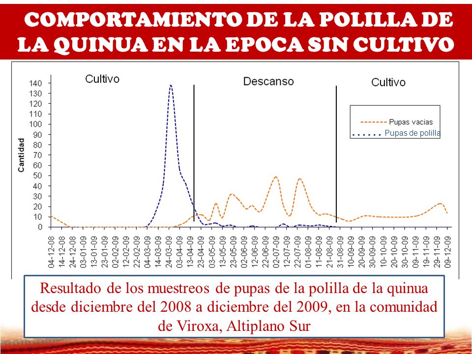 COMPORTAMIENTO DE LA POLILLA DE LA QUINUA EN LA EPOCA SIN CULTIVO