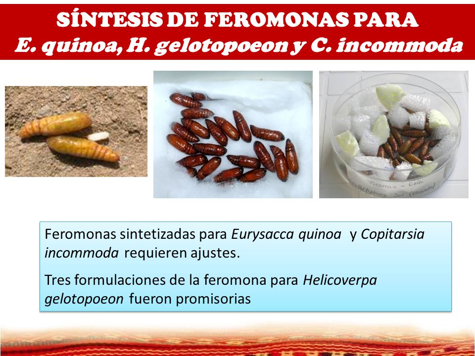 SÍNTESIS DE FEROMONAS PARA E. quinoa, H. gelotopoeon y C. incommoda