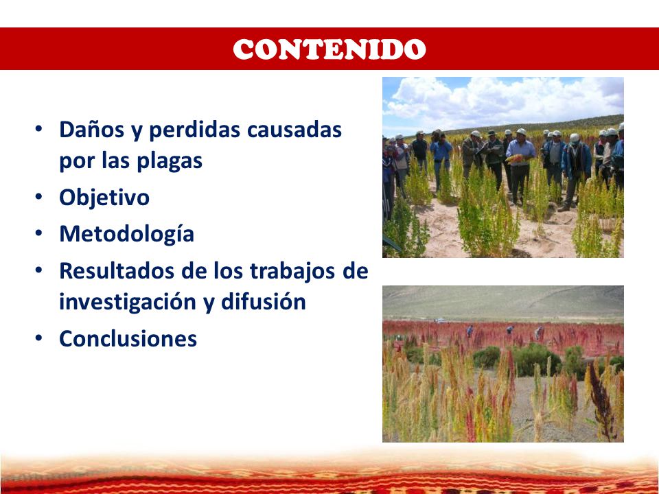 CONTENIDO Daños y perdidas causadas por las plagas Objetivo