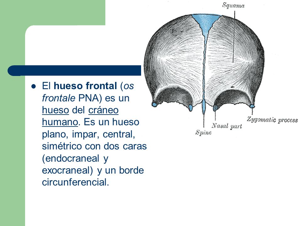 El hueso frontal (os frontale PNA) es un hueso del cráneo humano