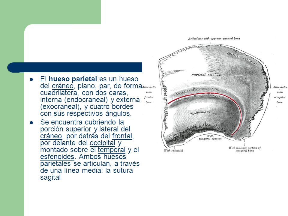 El hueso parietal es un hueso del cráneo, plano, par, de forma cuadrilátera, con dos caras, interna (endocraneal) y externa (exocraneal), y cuatro bordes con sus respectivos ángulos.