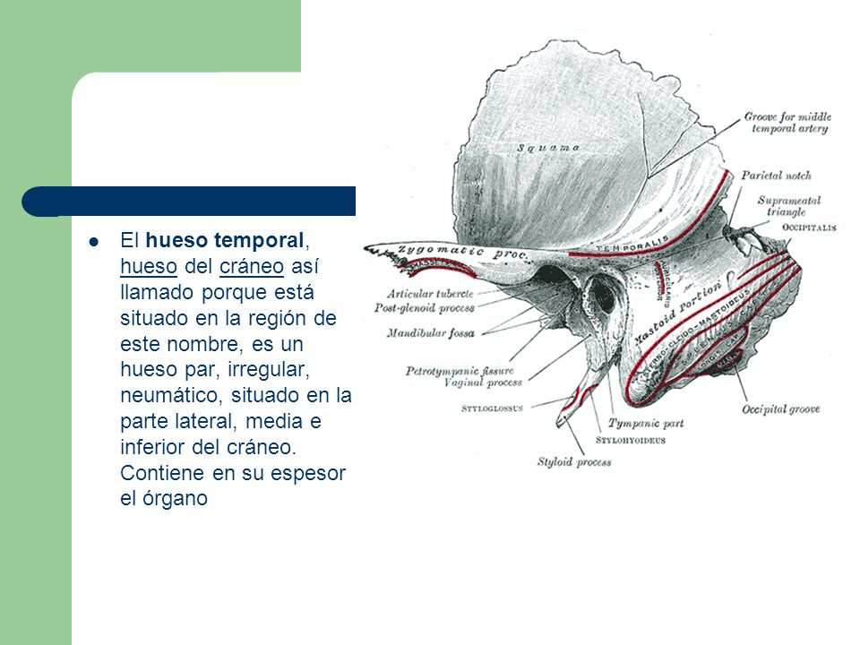 El hueso temporal, hueso del cráneo así llamado porque está situado en la región de este nombre, es un hueso par, irregular, neumático, situado en la parte lateral, media e inferior del cráneo.