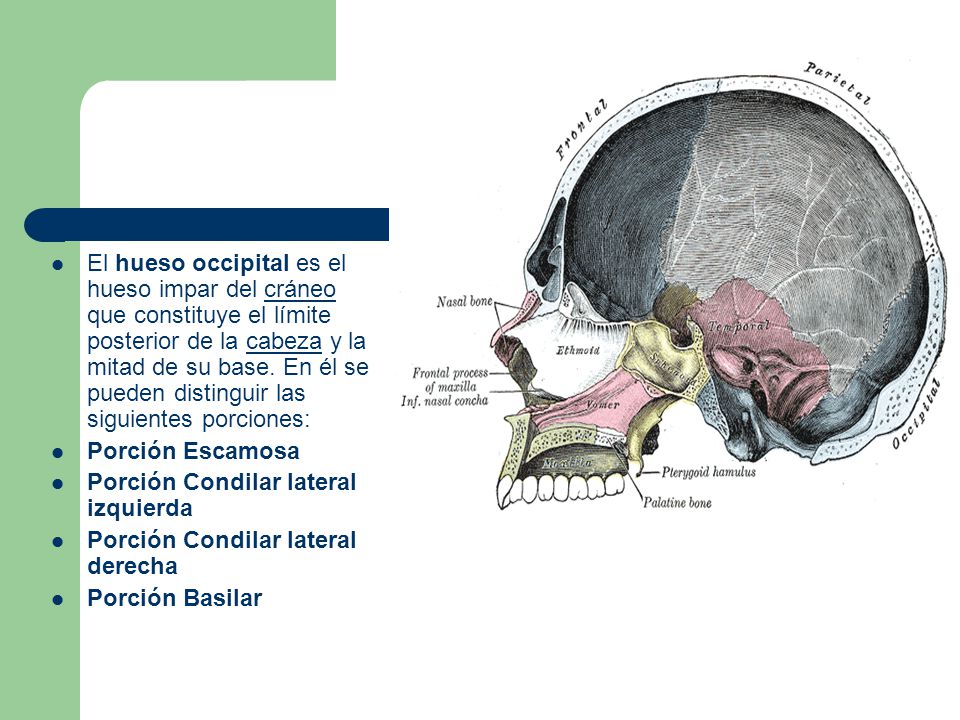 El hueso occipital es el hueso impar del cráneo que constituye el límite posterior de la cabeza y la mitad de su base. En él se pueden distinguir las siguientes porciones: