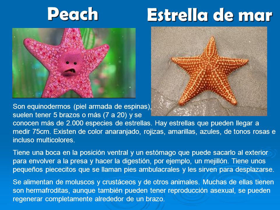 Peach Estrella de mar. Son equinodermos (piel armada de espinas), suelen tener 5 brazos o más (7 a 20) y se.