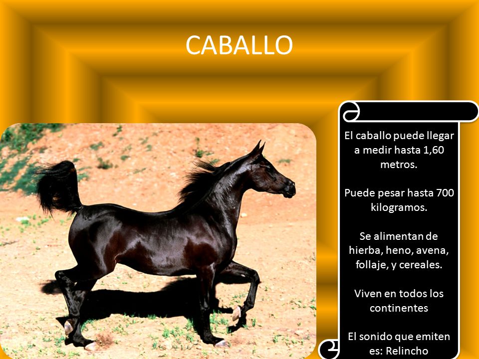 CABALLO El caballo puede llegar a medir hasta 1,60 metros.