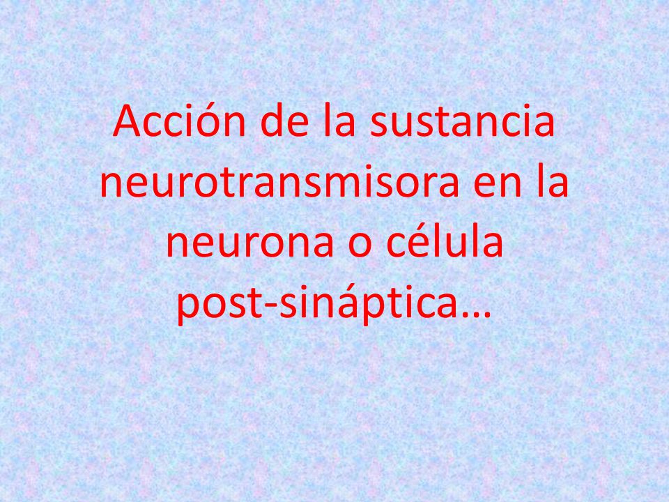 Acción de la sustancia neurotransmisora en la neurona o célula post-sináptica…