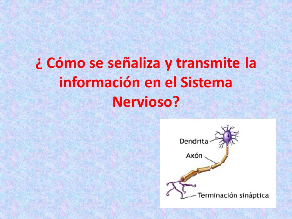 ¿ Cómo se señaliza y transmite la información en el Sistema Nervioso