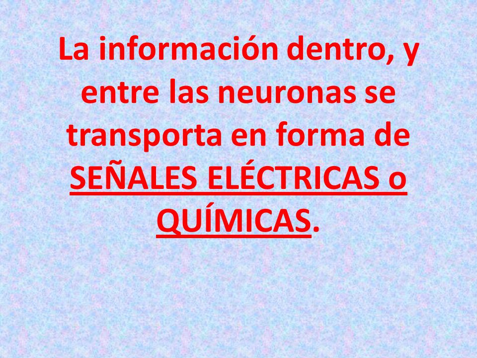 La información dentro, y entre las neuronas se transporta en forma de SEÑALES ELÉCTRICAS o QUÍMICAS.