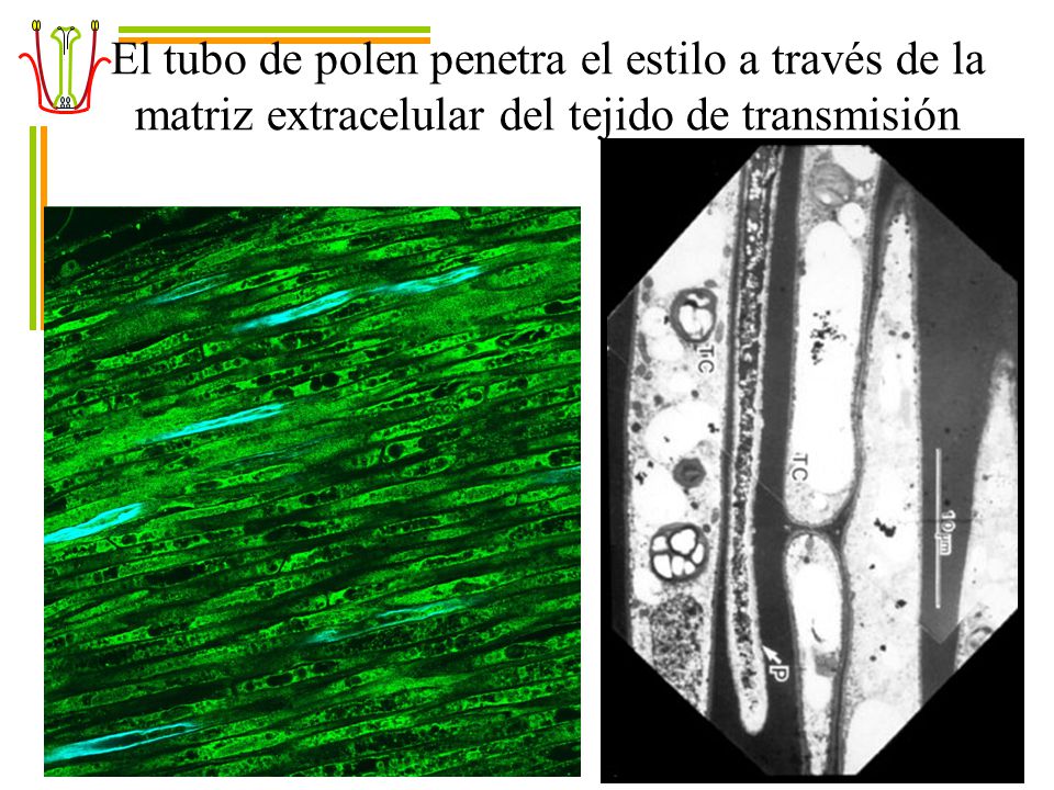 El tubo de polen penetra el estilo a través de la matriz extracelular del tejido de transmisión