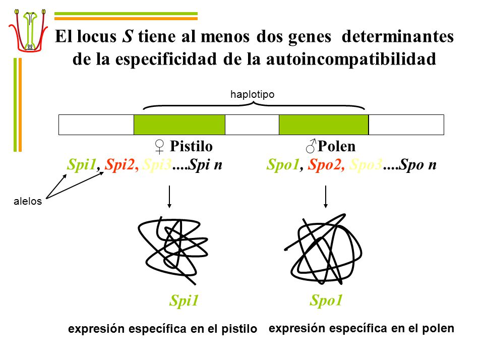 El locus S tiene al menos dos genes determinantes de la especificidad de la autoincompatibilidad