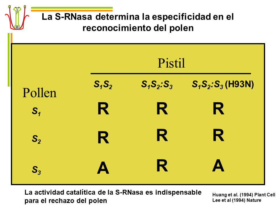 La S-RNasa determina la especificidad en el reconocimiento del polen