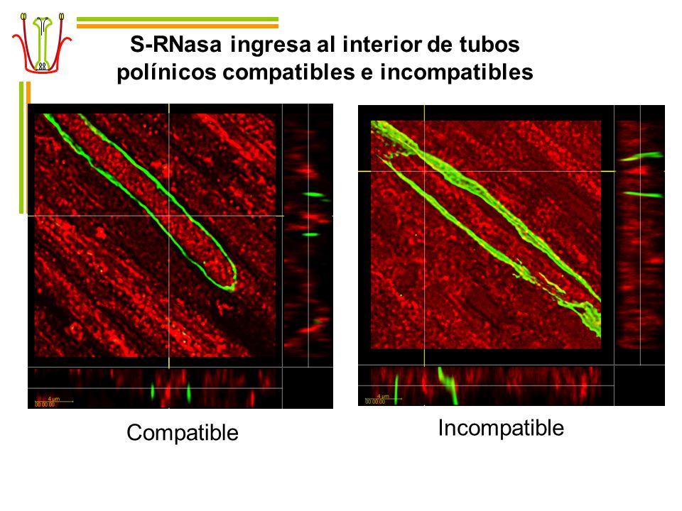S-RNasa ingresa al interior de tubos polínicos compatibles e incompatibles