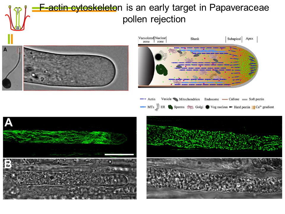 F-actin cytoskeleton is an early target in Papaveraceae pollen rejection