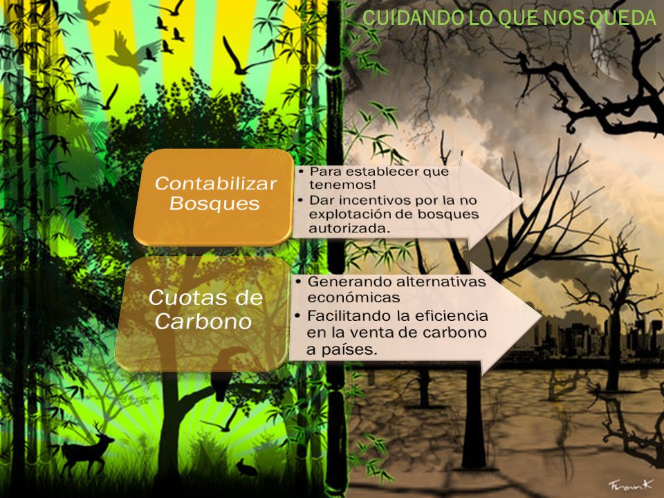 Contabilizar Bosques Cuotas de Carbono CUIDANDO LO QUE NOS QUEDA