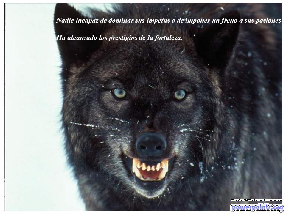 Nadie incapaz de dominar sus impetus o de imponer un freno a sus pasiones,