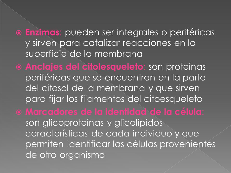 Enzimas: pueden ser integrales o periféricas y sirven para catalizar reacciones en la superficie de la membrana