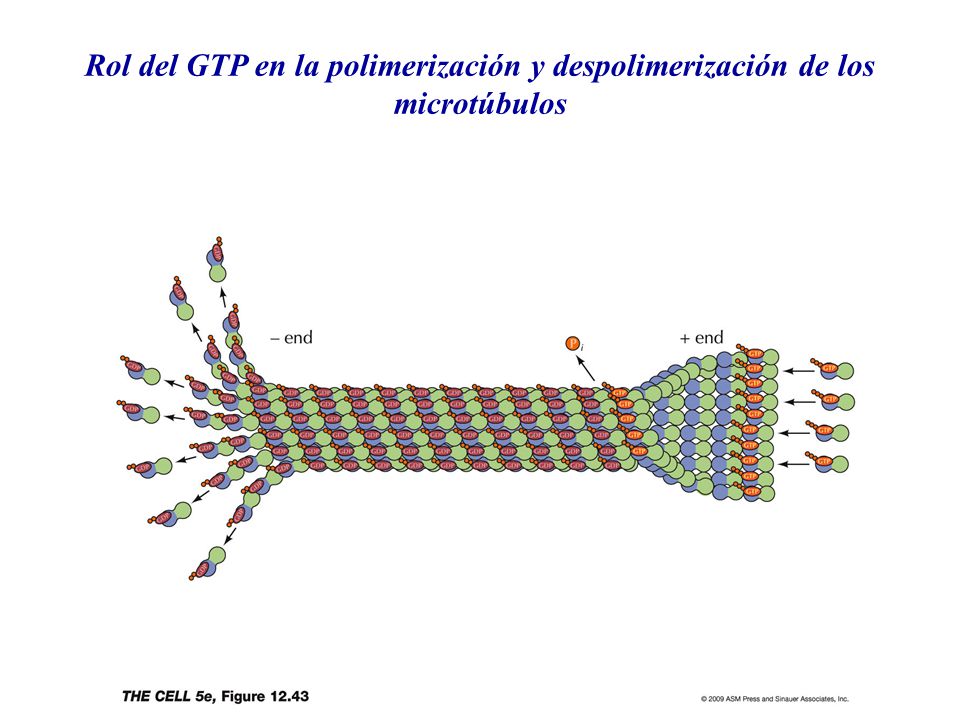 Rol del GTP en la polimerización y despolimerización de los microtúbulos