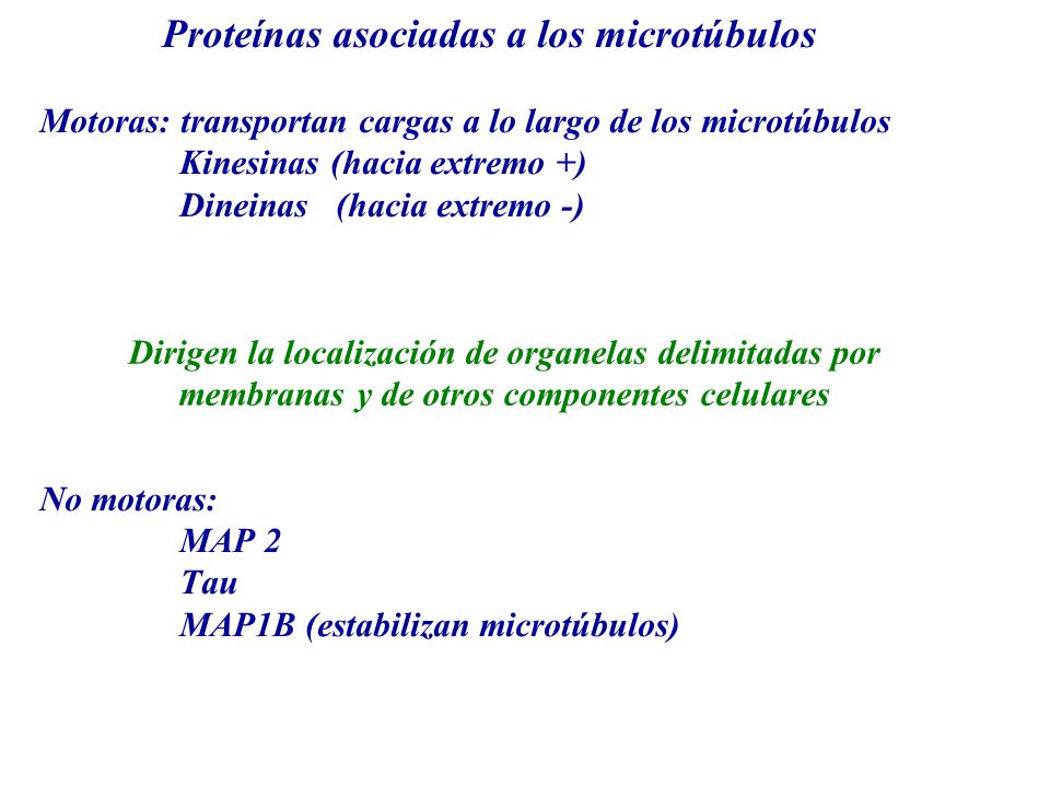 Proteínas asociadas a los microtúbulos Motoras: transportan cargas a lo largo de los microtúbulos Kinesinas (hacia extremo +) Dineinas (hacia extremo -) No motoras: MAP 2 Tau MAP1B (estabilizan microtúbulos)