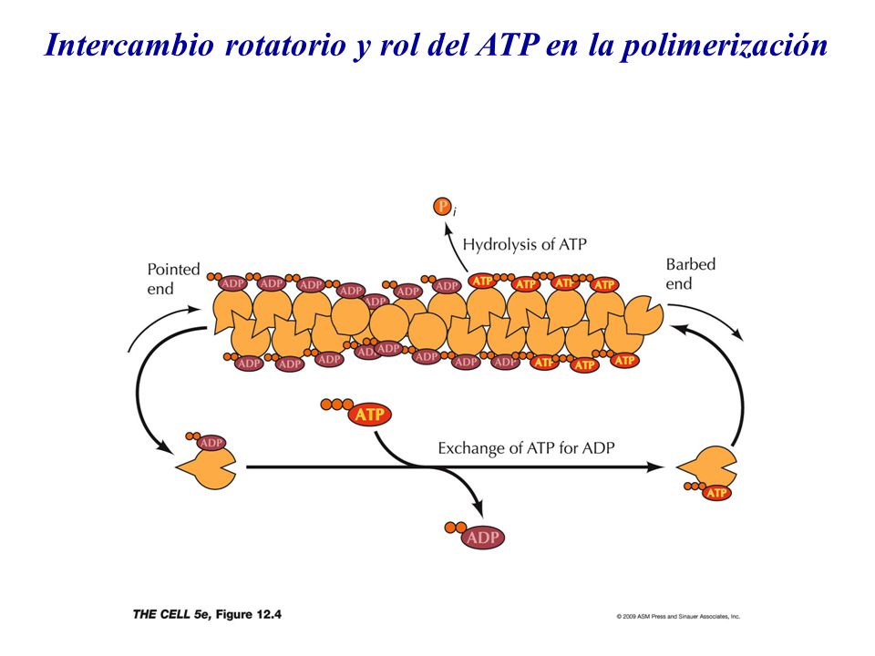 Intercambio rotatorio y rol del ATP en la polimerización