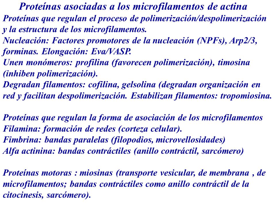 Proteínas asociadas a los microfilamentos de actina Proteínas que regulan el proceso de polimerización/despolimerización y la estructura de los microfilamentos. Nucleación: Factores promotores de la nucleación (NPFs), Arp2/3, forminas. Elongación: Eva/VASP. Unen monómeros: profilina (favorecen polimerización), timosina (inhiben polimerización).