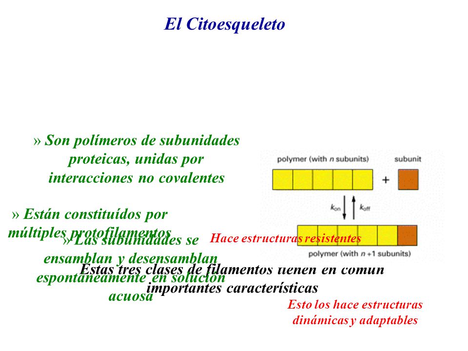 El Citoesqueleto Son polímeros de subunidades proteicas, unidas por interacciones no covalentes. Están constituídos por múltiples protofilamentos.