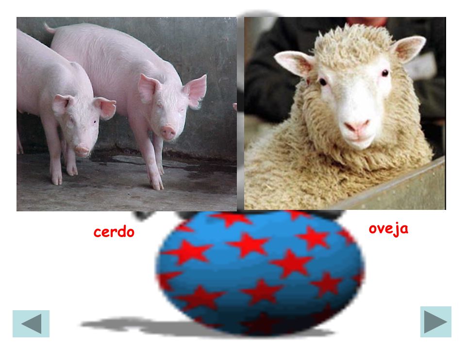 oveja cerdo