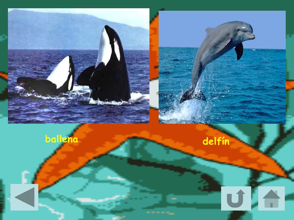 ballena delfín