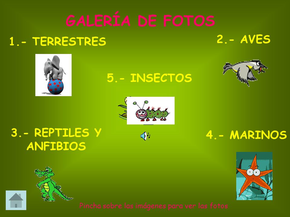 GALERÍA DE FOTOS 2.- AVES 1.- TERRESTRES 5.- INSECTOS 3.- REPTILES Y