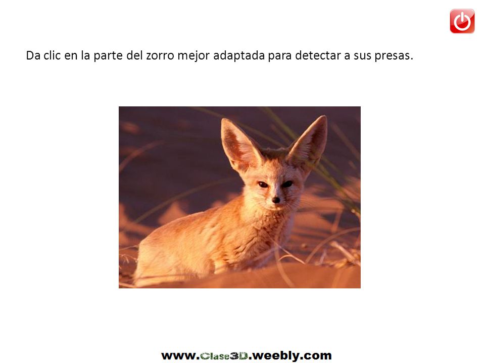 Da clic en la parte del zorro mejor adaptada para detectar a sus presas.